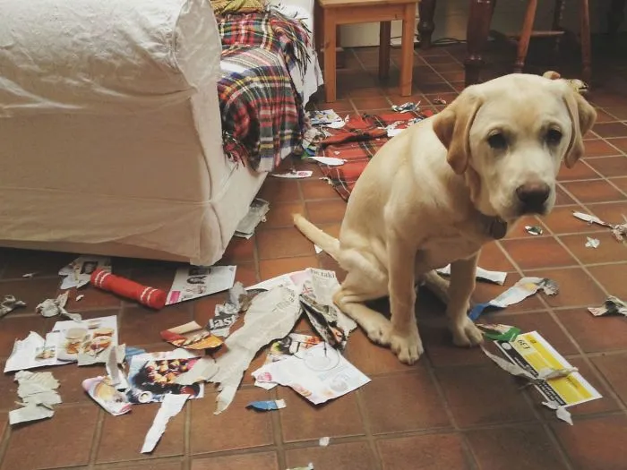 This Is The Face Of A Guilty Dog