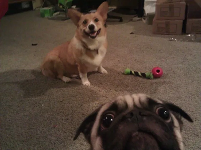10+ Perros haciendo photobomb en fotos ajenas