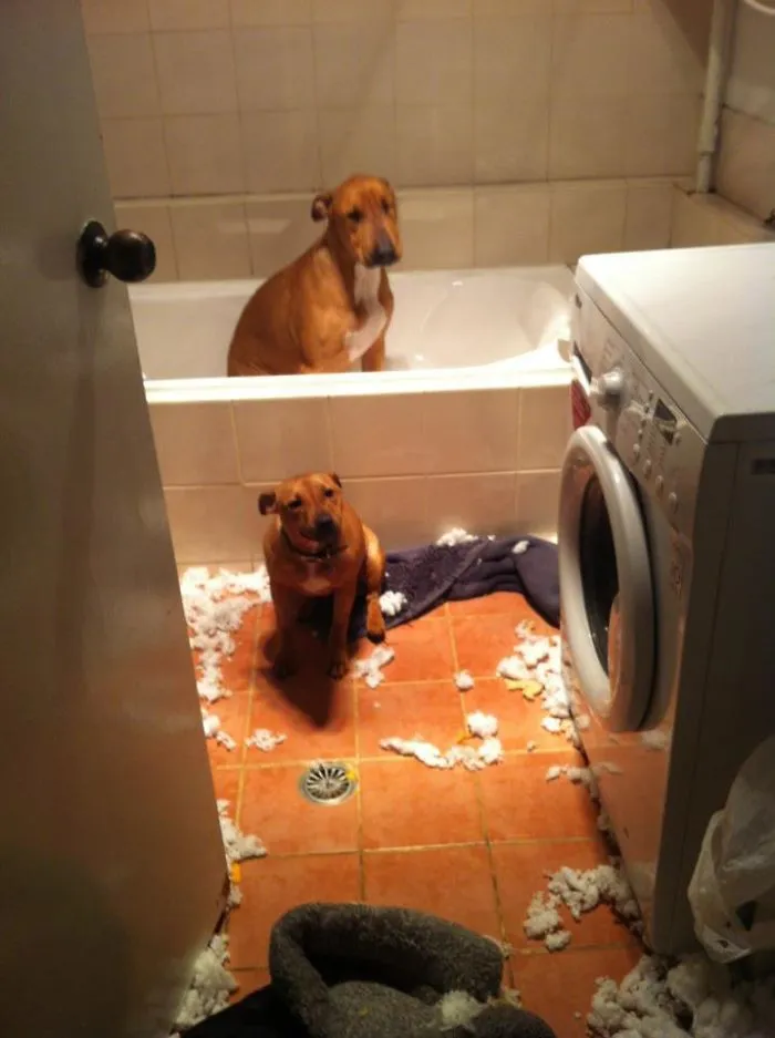 Florence (The Smaller One) Decided To Fuck Shit Up. So Setanta (The Big Softy With One Eye) Hid In The Tub With The Curtain Closed Till We Got Home