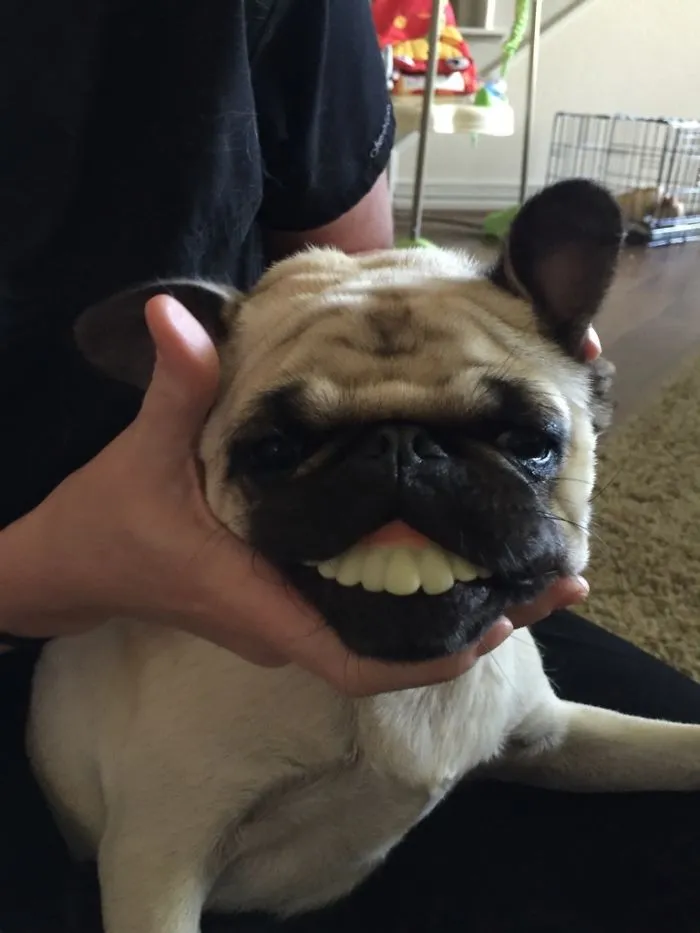 Look What My Wife Did To The Pug