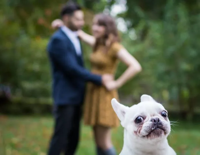 50 Times Asshole Dogs Ruined Perfect Shots