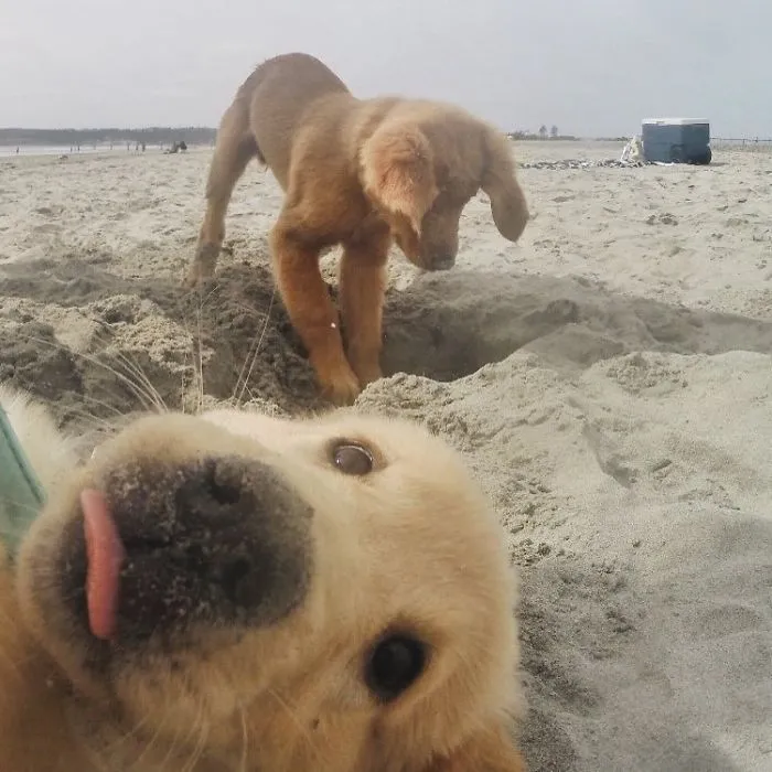 50 Times Asshole Dogs Ruined Perfect Shots