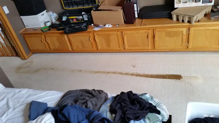 Why You Shouldn't Agree To Dogsit When You Have A Robot Vacuum