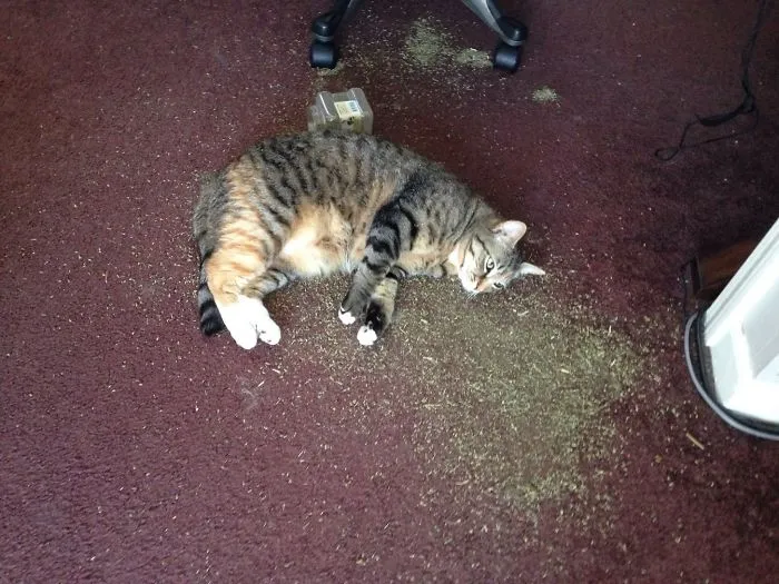 Woke Up To This Disaster This Morning And Now The Cat Is High As Shit. I Aint Even Mad.