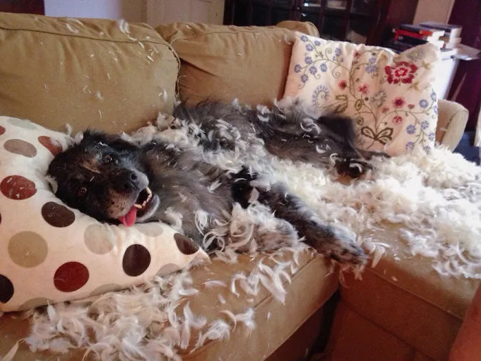 Smokey Dog, Not Looking Guilty At All