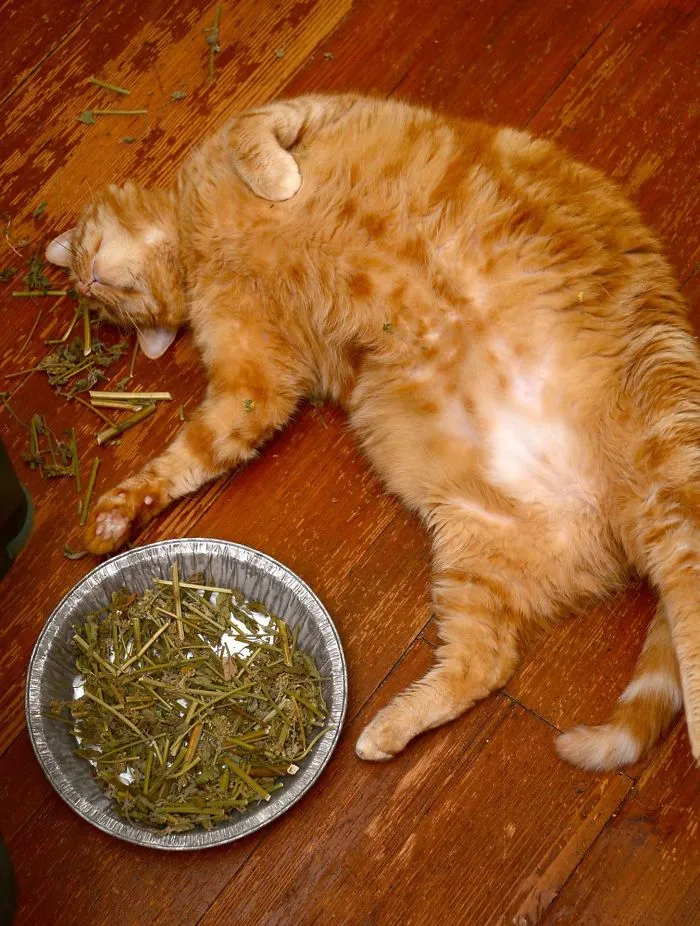Got Some Free Catnip. Woke Up To Find This