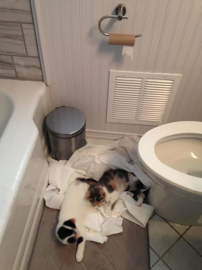 Woke Up To This In My Bathroom