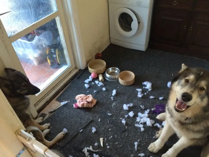 I Wonder Which One Of My Pups Killed The Toy