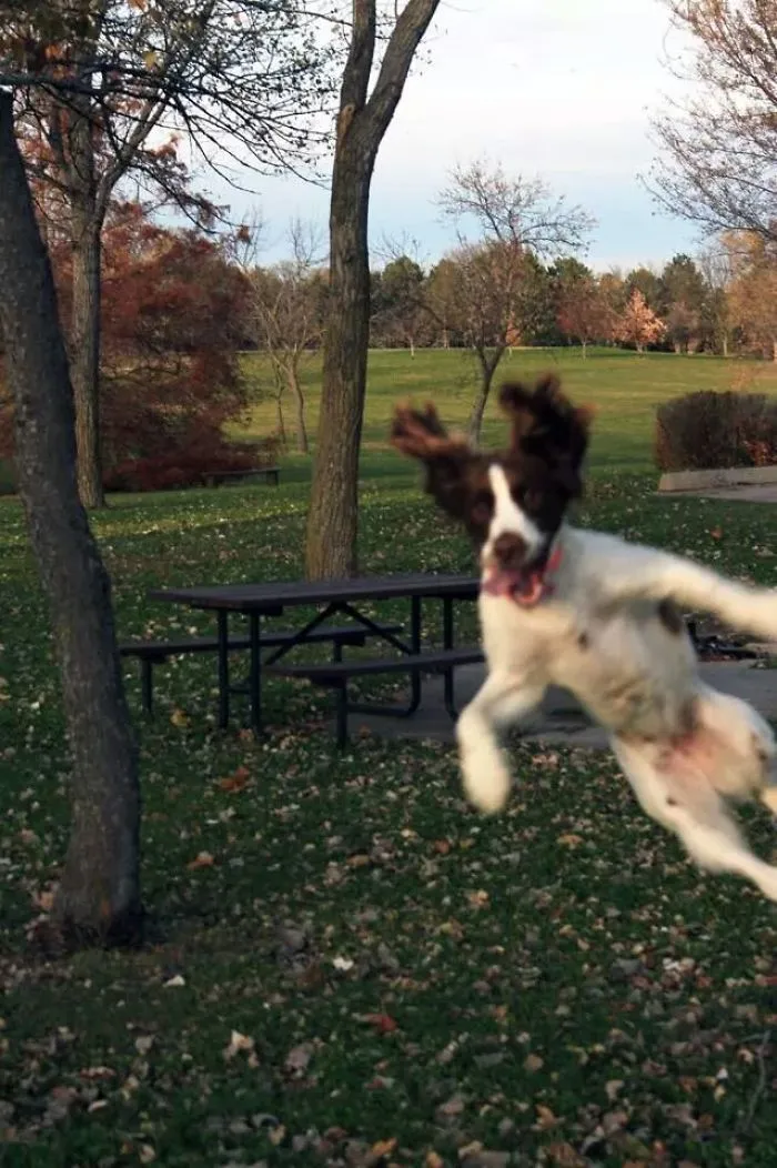 10+ Perros haciendo photobomb en fotos ajenas