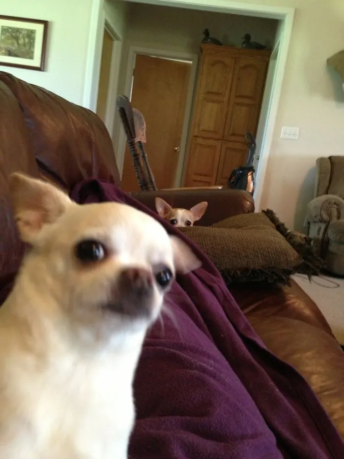 10+ Perros haciendo photobomb en fotos ajenas