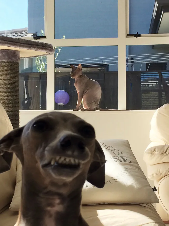 10+ Perros haciendo photobomb en fotos ajenas