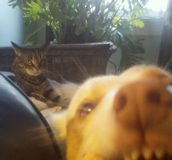 10+ Perros haciendo photobomb en fotos ajenas