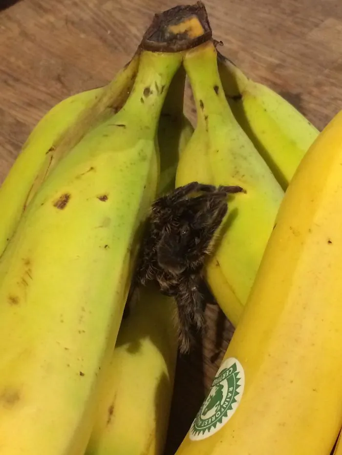 Pedí en la tienda de mascotas una piel de tarántula para asustar a mi marido
