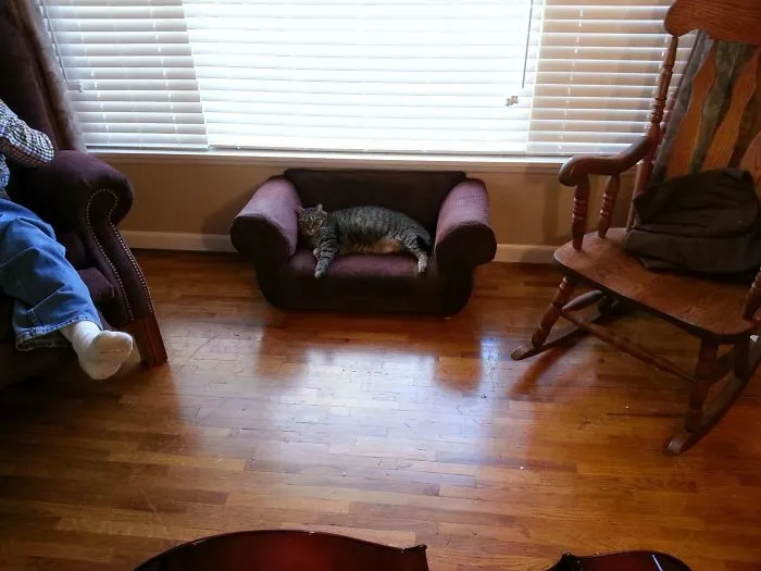 We Also Made A Recent Drunken Amazon Purchase For Our Cat That Worked Out Well