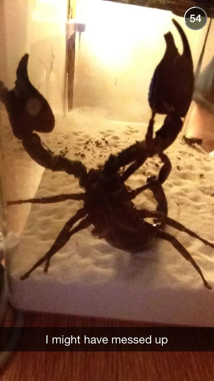 Se compró un escorpión estando bebido