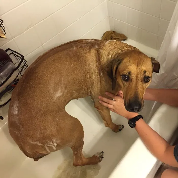 My Dog Really Needed A Bath. I Suddenly Felt Like I Was In A Sarah Mclachlan Commercial