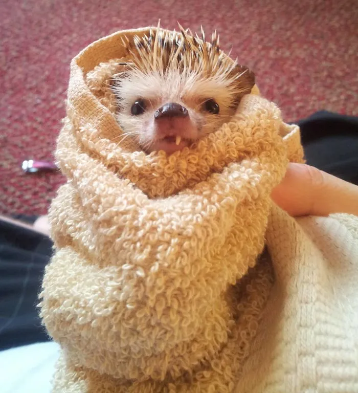 Hedgehog After His Bath Last Night