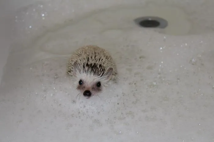 My Hedgehog Is Cuter Than Your Honor Student