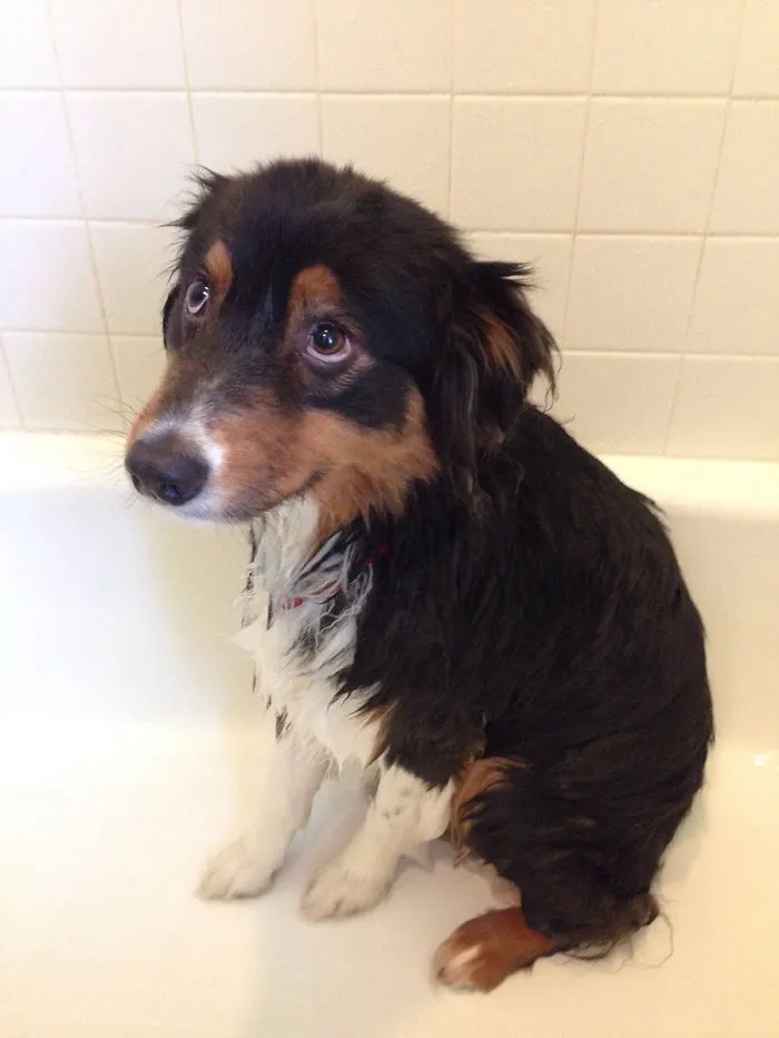 He Behaves So Well, Even During A Bath