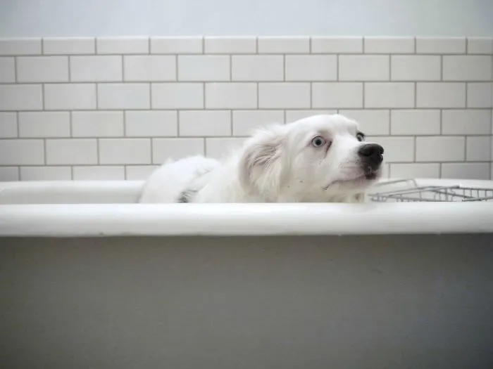 My Dogs Best "anything But A Bath!" Face