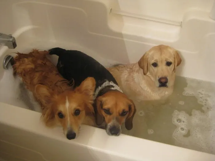 Three Different Reactions To Bath Time