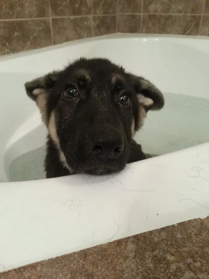 He Acts Like He's Being Abused When He Gets A Bath