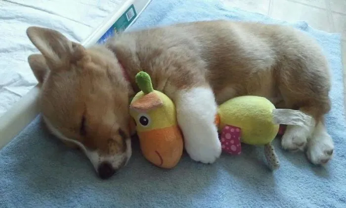 Dormida es tan adorable