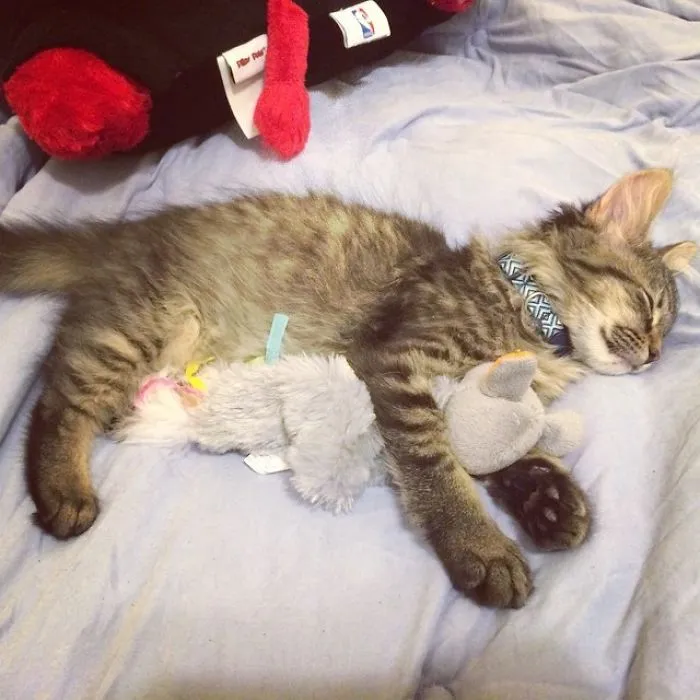 Kitten Needs Mouse Toy To Sleep