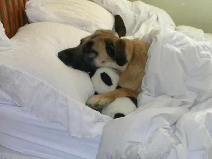 My Dog Got Lonely So We Gave Him A Panda To Snuggle With