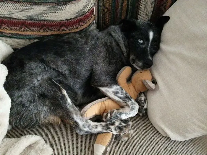 This Is My Boy Ryan. He Is An Australian Cuddle Dog Mix
