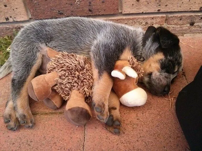 Sometimes You Need A Cuddle Buddy To Sleep