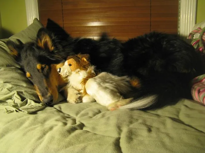 Everyone Needs A Fuzzy Lil' Puppy To Sleep With