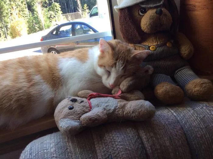 Found This Guy Half-Dead And Starving In The Snow. Two Years Later, He Is Fat, Happy And Sleeps With Teddy Bears