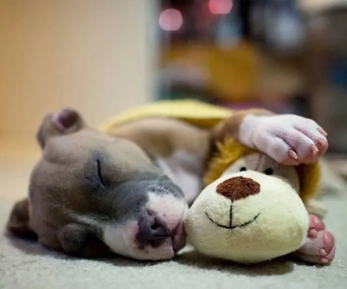 Tank And His Snuggle Buddy