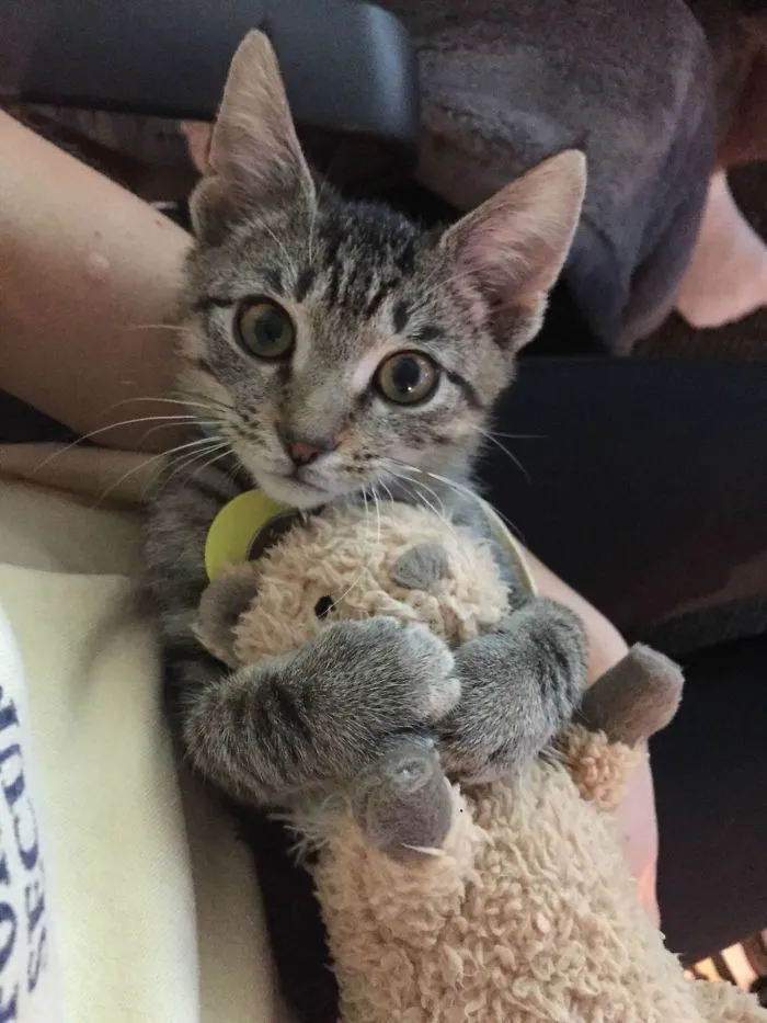 This Is Milo And He Loves Cuddling With Mr. Squirrel