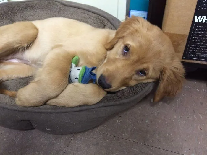 Lucy Cuddling With Her Favorite Toy