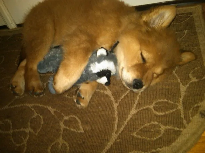 Con su mapache de peluche