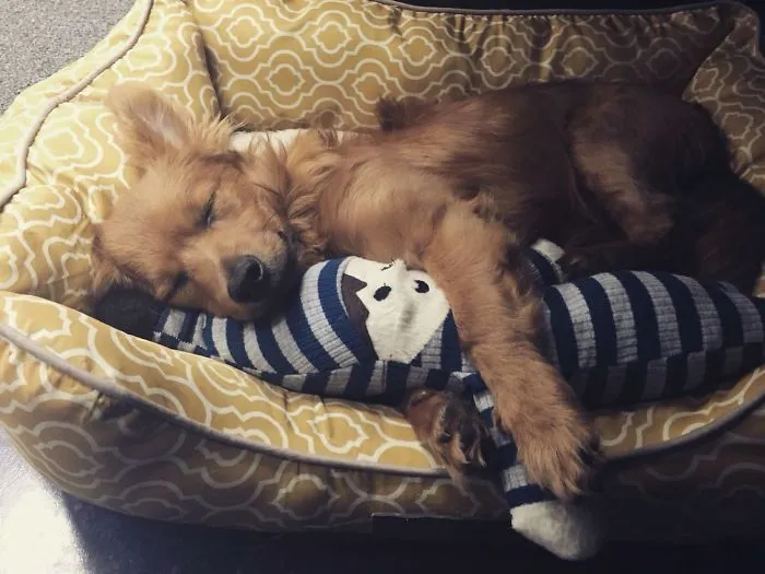 He Loves Cuddling His Toys
