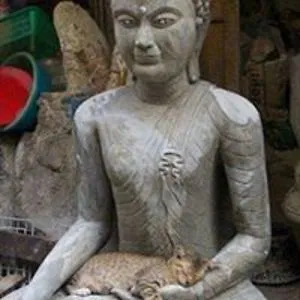Kōkatsuna Neko