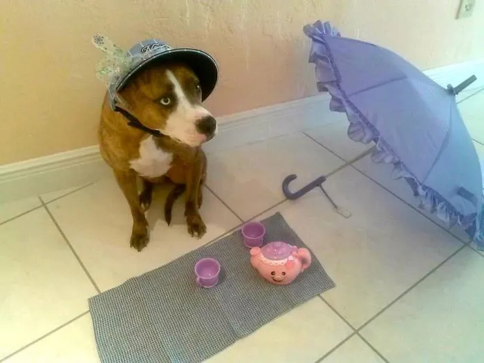 I Left My Niece Alone With My Dog For 20 Minutes And Came Back To This...