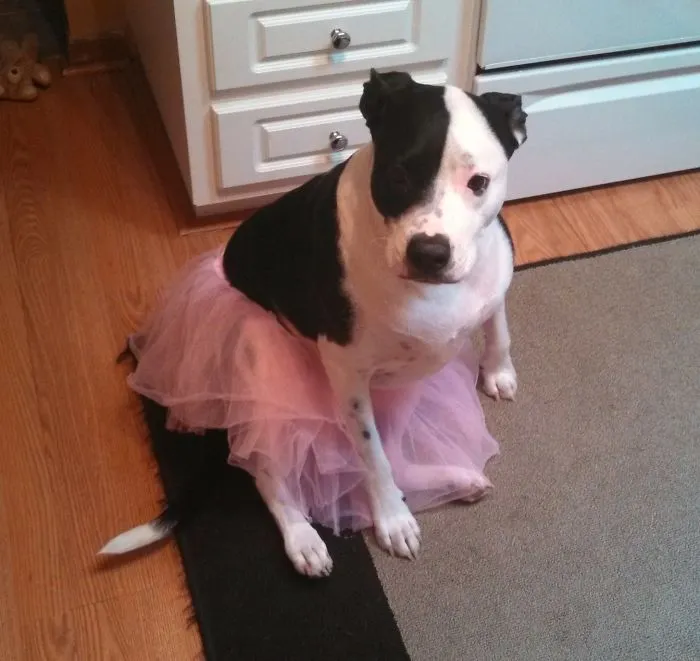 This Is What Happens When You Leave Your Dog With Your Niece While In Basic Training