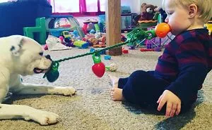 147 Reasons Why You Shouldn't Leave Your Pets With Kids
