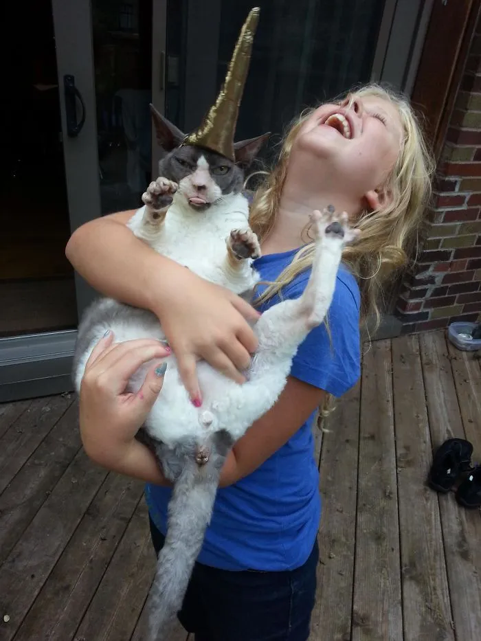 My Daughter And Our Friend Sewed A Unicorn Horn For The Cat While I Napped