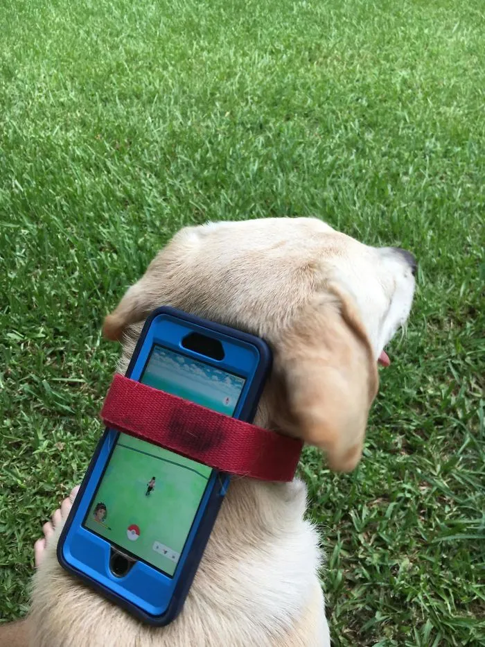 My Little Brother Hatching Eggs With The Dog