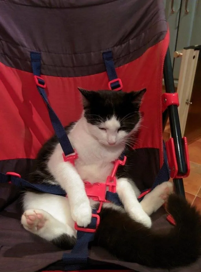 So I Left My Cat With My Little Sister For 5 Minutes
