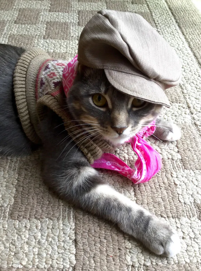 Le puso al gato la ropa de los peluches