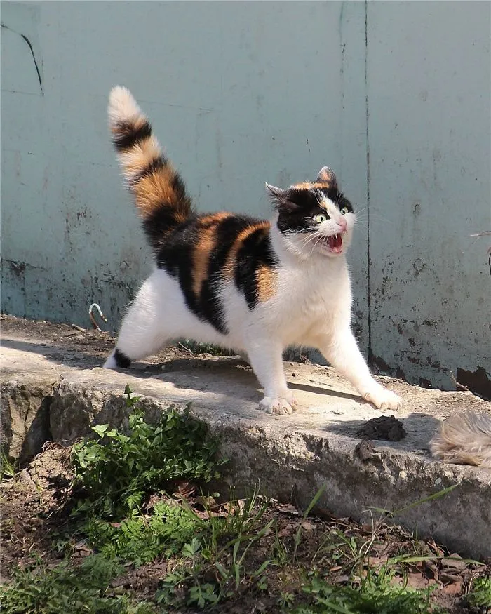 Gato megadramático