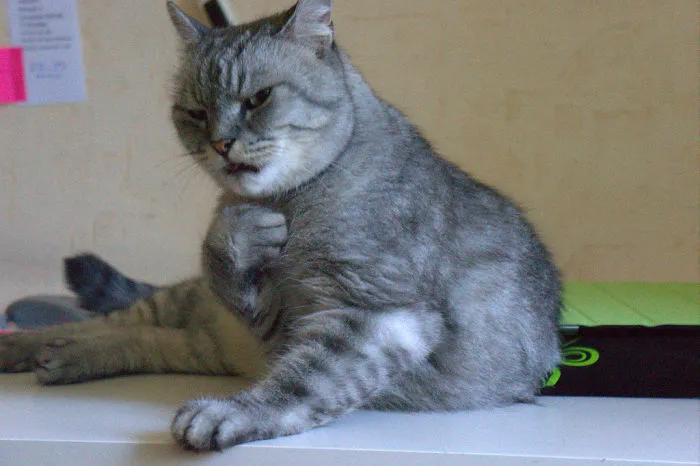 My Cat Gives Me This Look Sometimes
