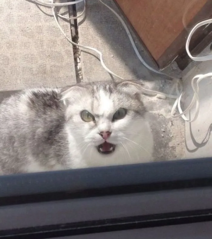 La cara de tu gato tras pasar la noche fuera
