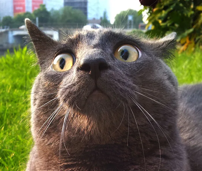Llevé a mi gato a la orilla del río por 1ª vez, estaba muy confundido